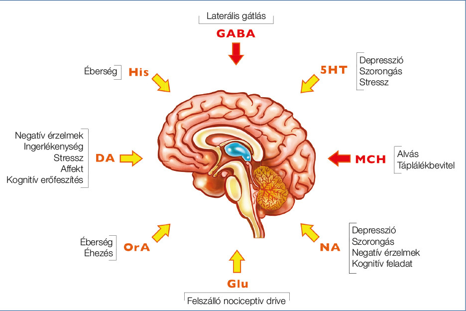 Ceujgh Migren 2022 1